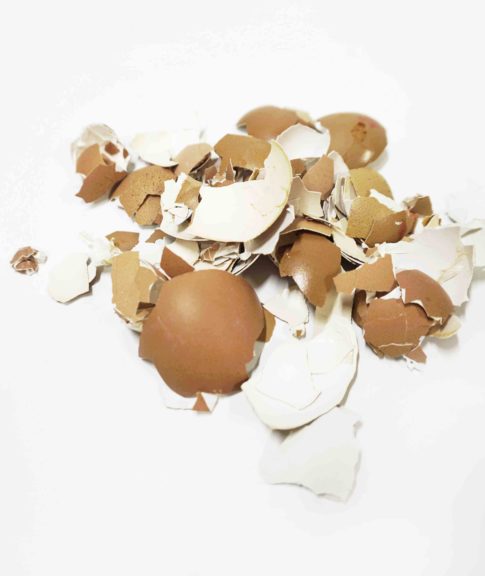 egg shell waste